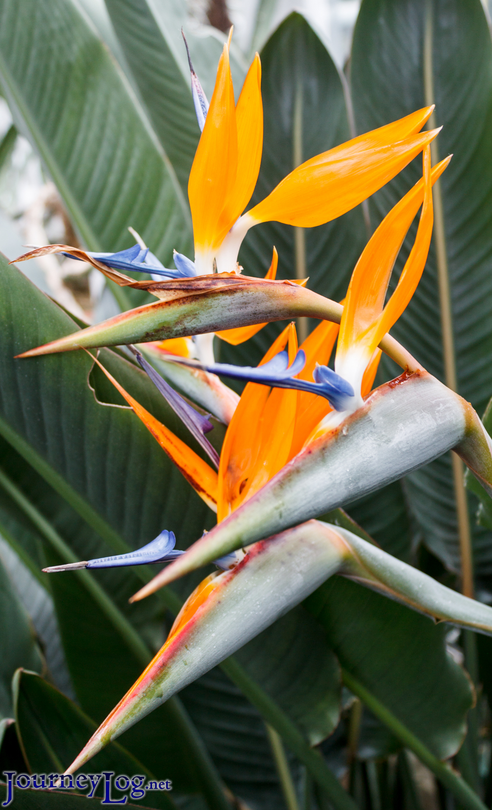 Botanischer Garten Munchen